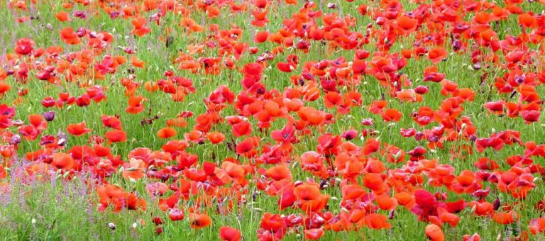 Coquelicots 768x340