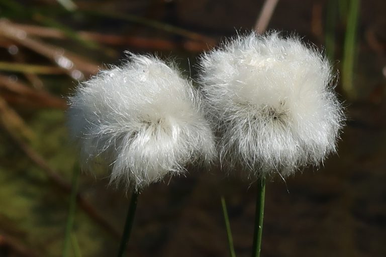 Linaigrettes 1 768x512