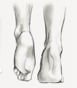 imagepieds 264x300