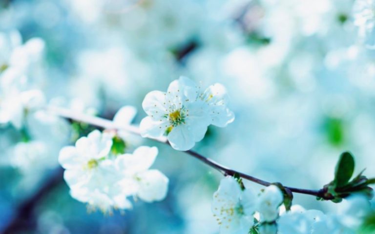 Photo Fleurs Bleues 2 1 768x480