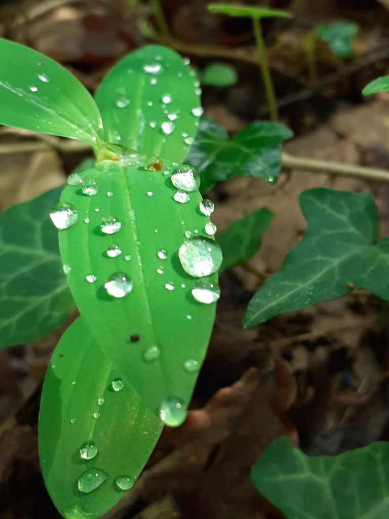 20200421 120454 768x1024