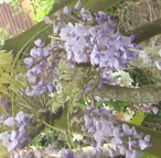 GLYCINE 1